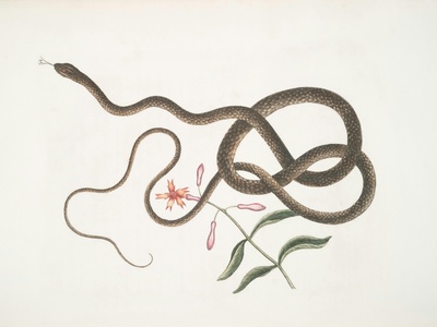 Ribbon snake