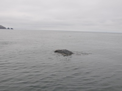 Rice's Whale