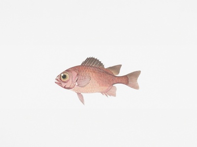 Ricefish