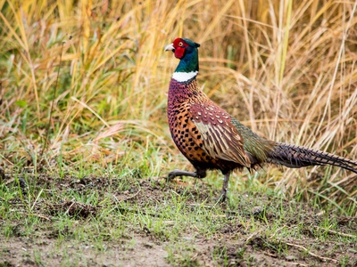 Ring-necked pheasant