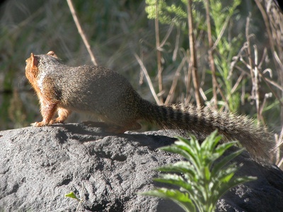 Ring-tailed Ground Squirrel