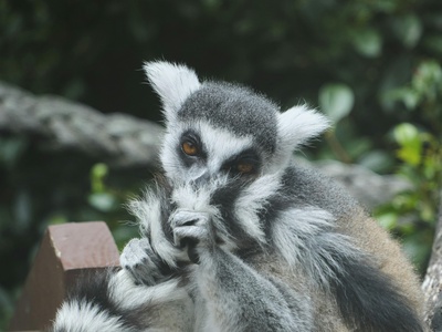 Ring-tailed lemur