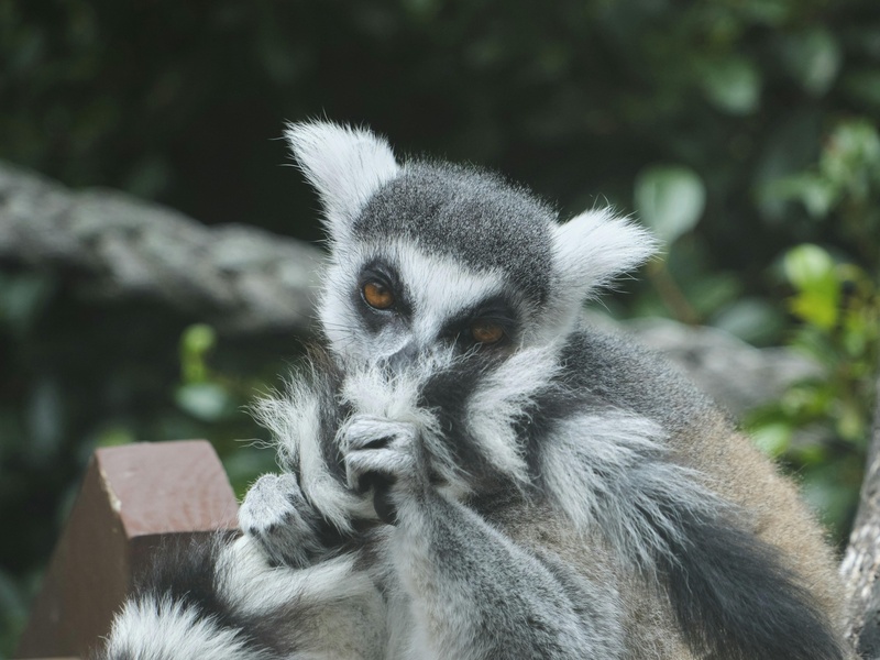 Abimal Cu R The Complete List of Common Animals That Start With R - Flora Fauna Fun