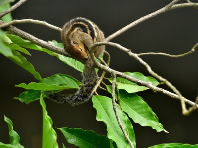 Ring-tailed Vontsira