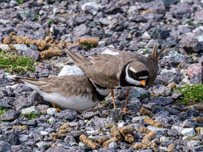 Ringed Plover