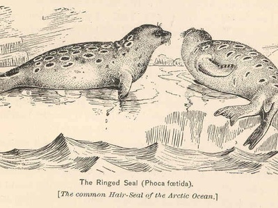 Ringed Seal
