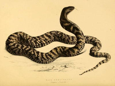 Rinkhals