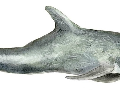 Risso's Dolphin