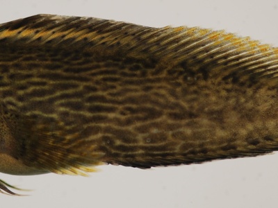 River Blenny