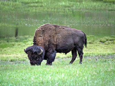 River buffalo
