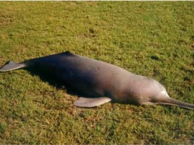 River dolphin