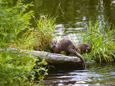 River otter