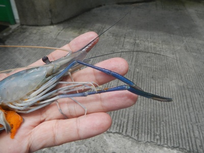 River prawn