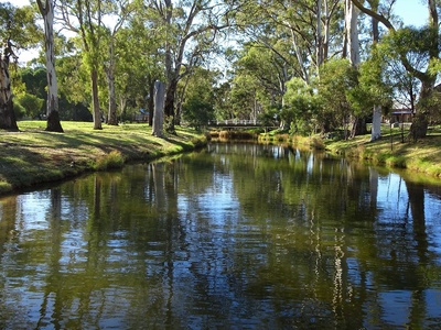 River red gum