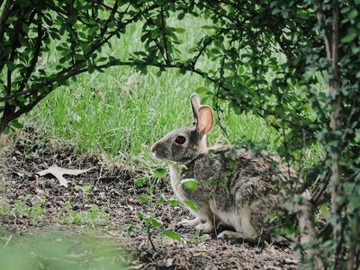Riverine Rabbit