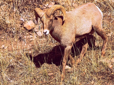 Roan antelope