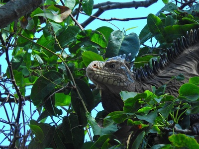 Roatán spiny-tailed iguana