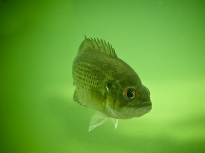 Rock bass
