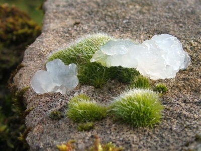 Rock Black-moss