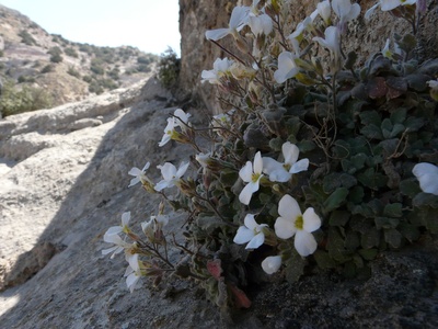 Rock cress