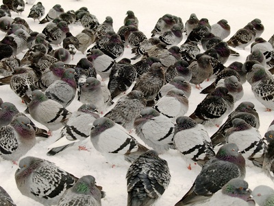 Rock Dove / Feral Pigeon