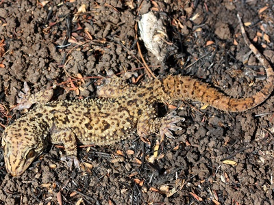 Rock Gecko