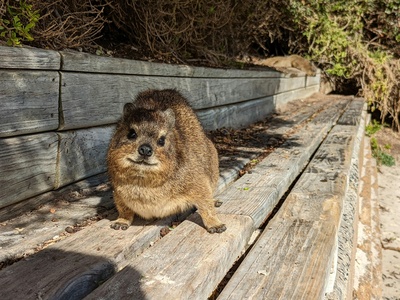 Rock Hyrax