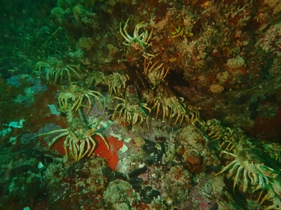 Rock lobster