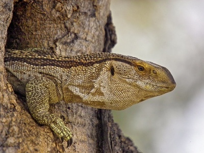 Rock Monitor