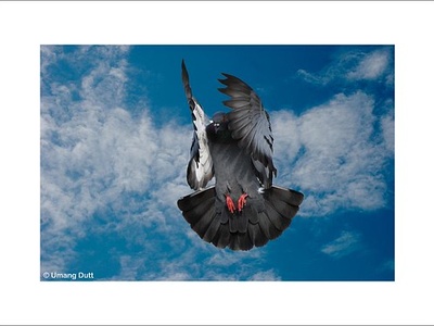 Rock pigeon