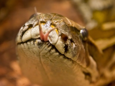 Rock python