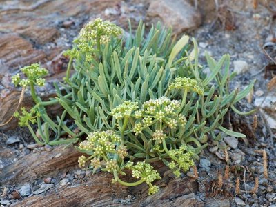 Rock samphire