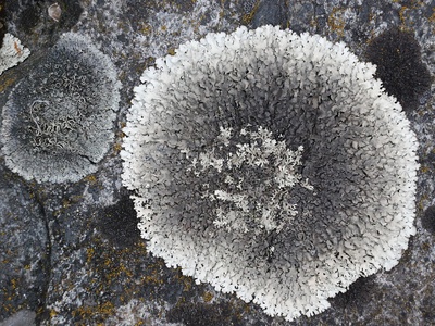 Rock Shield Lichen