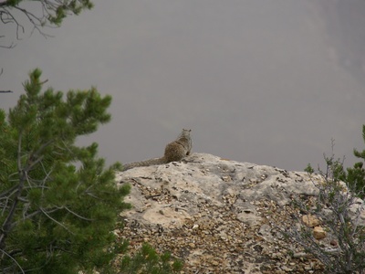 Rock Squirrel