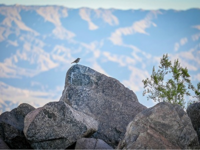 Rock wren