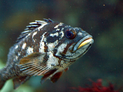 Rockfish