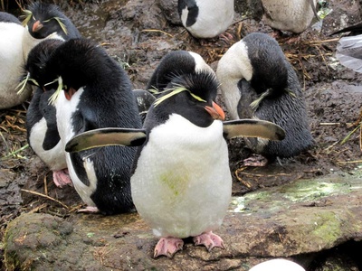 Rockhopper penguin