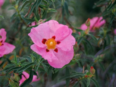 Rockrose