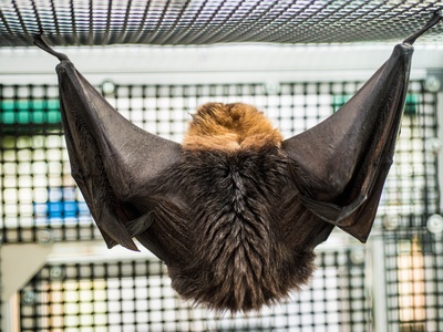 Rodrigues Flying Fox