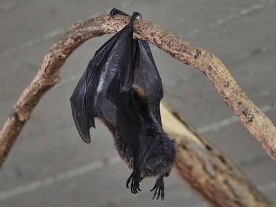 Rodrigues Flying Fox