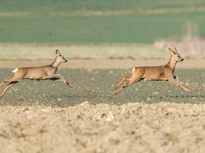 Roe