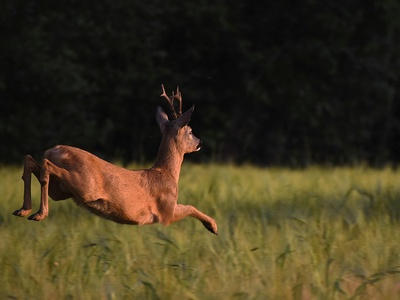 Roe deer