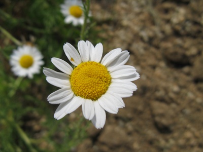Roman Chamomile