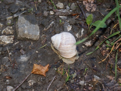 Roman snail