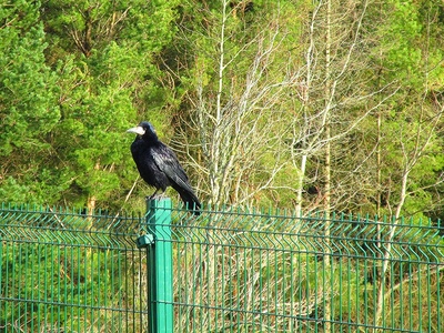 Rook
