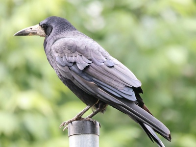 Rook (bird)