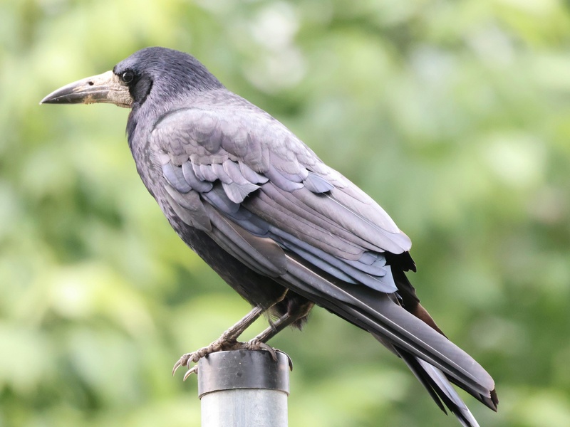 The Complete List of Common Animals That Start With R - Flora Fauna Fun