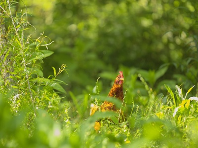 Rooster
