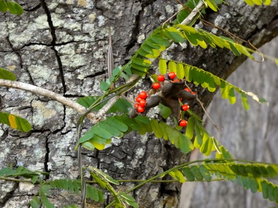 Rosary Vine