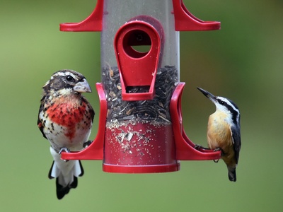 Rose-breasted Grosbeak
